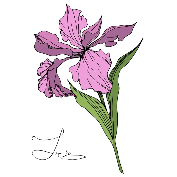 Vector Roze Iris Geïsoleerd Wit Gegraveerde Inkt Art Geïsoleerde Iris — Stockvector