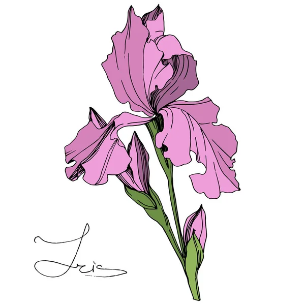 Vector Roze Iris Geïsoleerd Wit Gegraveerde Inkt Art Geïsoleerde Iris — Stockvector
