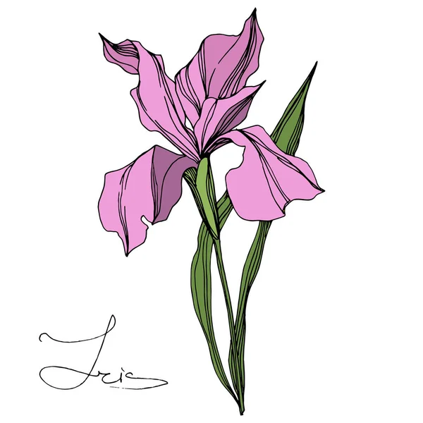 Vector Pink Iris Aislado Blanco Arte Tinta Grabada Elemento Ilustración — Vector de stock