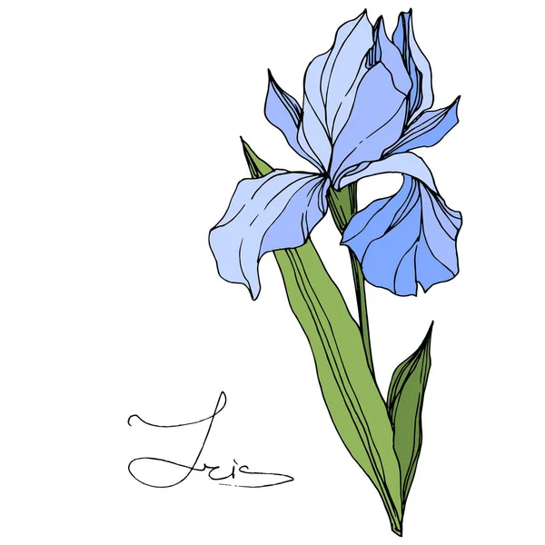 Vector Blue Iris Isolado Branco Arte Tinta Gravada Iris Isolado — Vetor de Stock