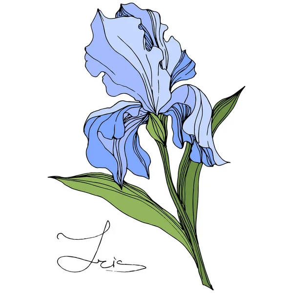 Vector Blue Iris Isolated White Engraved Ink Art Isolated Iris — Stock Vector