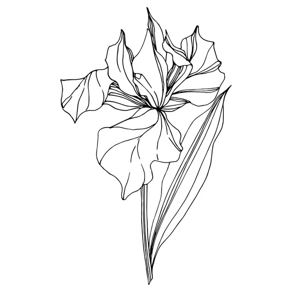 Vektorová Květinová Botanická Květina Iris Divoký Jarní List Volně Žijících — Stockový vektor
