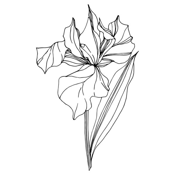 Vector Iris floral botanical flower. Wild spring leaf wildflower isolated. Black and white engraved ink art. Isolated iris illustration element on white background.