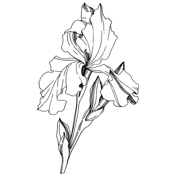 Vector Iris floral botanical flower. Wild spring leaf wildflower isolated. Black and white engraved ink art. Isolated iris illustration element on white background.