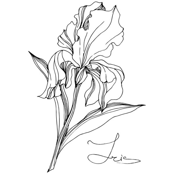 Vector Iris floral botanical flower. Wild spring leaf wildflower isolated. Black and white engraved ink art. Isolated iris illustration element on white background.