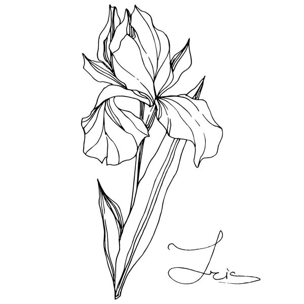 Vector Iris floral botanical flower. Wild spring leaf wildflower isolated. Black and white engraved ink art. Isolated iris illustration element on white background.