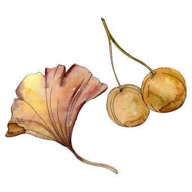 Yeşil kırmızı ginkgo biloba yaprakları. Suluboya arka plan illüstrasyon küme. İzole gingko illüstrasyon öğesi.