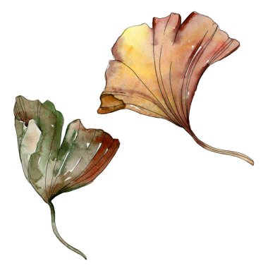 Yeşil kırmızı ginkgo biloba yaprakları. Suluboya arka plan illüstrasyon küme. İzole gingko illüstrasyon öğesi.