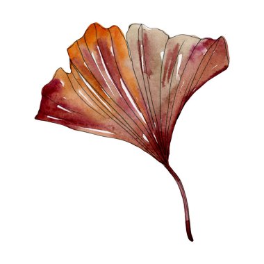 Yeşil kırmızı ginkgo biloba yaprak. Suluboya arka plan illüstrasyon küme. İzole gingko illüstrasyon öğesi.
