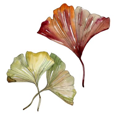 Yeşil kırmızı ginkgo biloba yaprakları. Suluboya arka plan illüstrasyon küme. İzole gingko illüstrasyon öğesi.