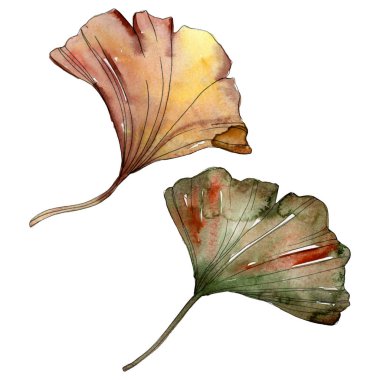 Yeşil kırmızı ginkgo biloba yaprakları. Suluboya arka plan illüstrasyon küme. İzole gingko illüstrasyon öğesi.
