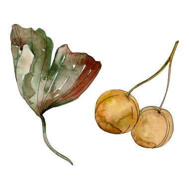 Yeşil kırmızı ginkgo biloba yaprakları. Suluboya arka plan illüstrasyon küme. İzole gingko illüstrasyon öğesi.