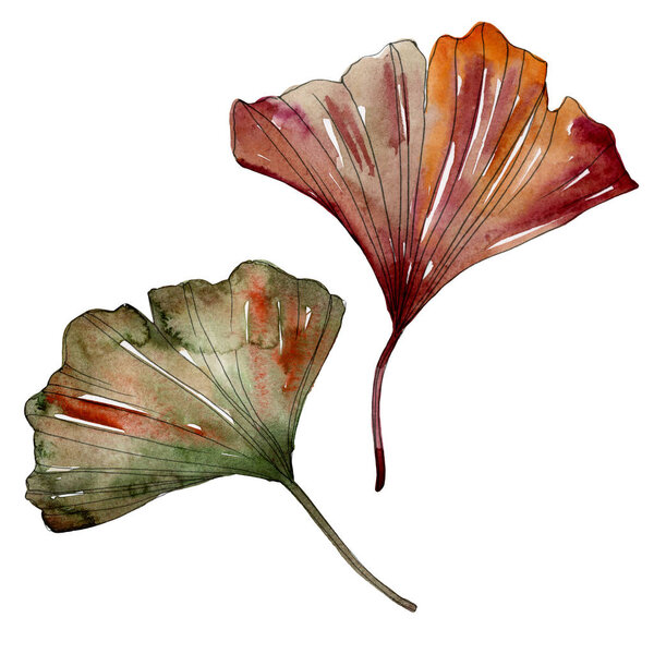 Green red ginkgo biloba leaves. Watercolor background illustration set. Isolated gingko illustration element.
