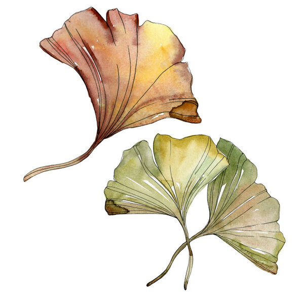 Green red ginkgo biloba leaves. Watercolor background illustration set. Isolated gingko illustration element.
