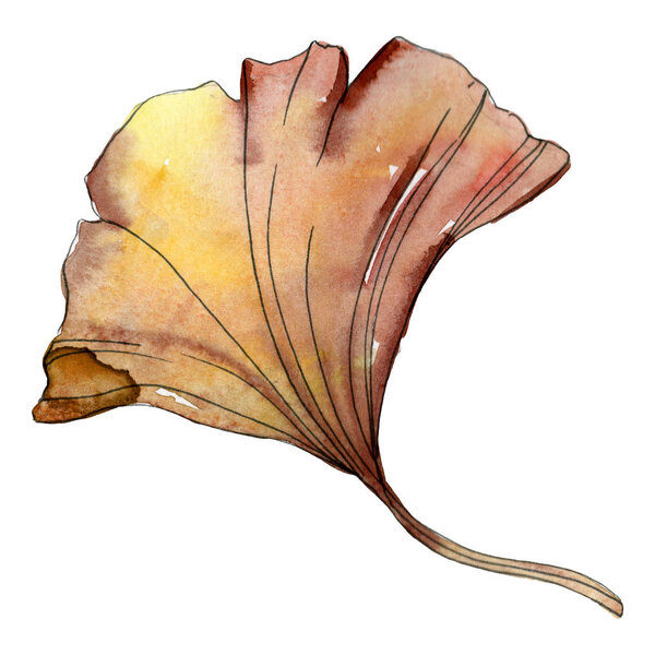 Green red ginkgo biloba leaf. Watercolor background illustration set. Isolated gingko illustration element.
