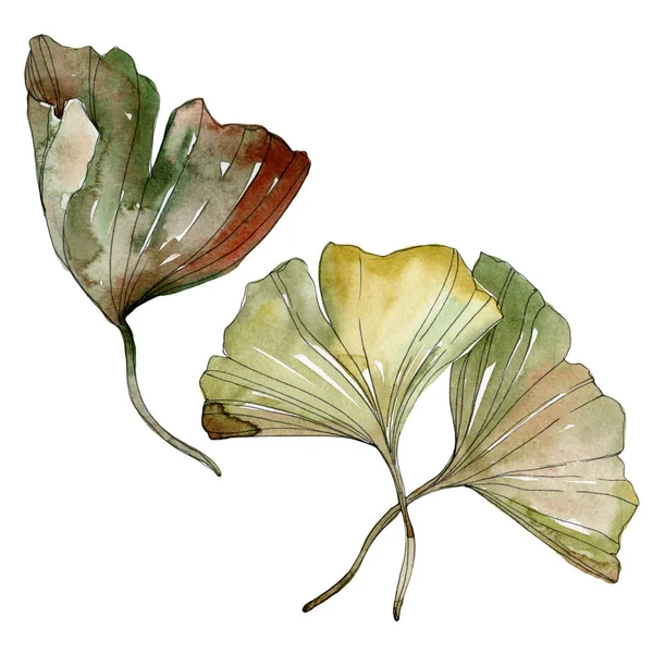 Yeşil kırmızı ginkgo biloba yaprakları. Suluboya arka plan illüstrasyon küme. İzole gingko illüstrasyon öğesi.