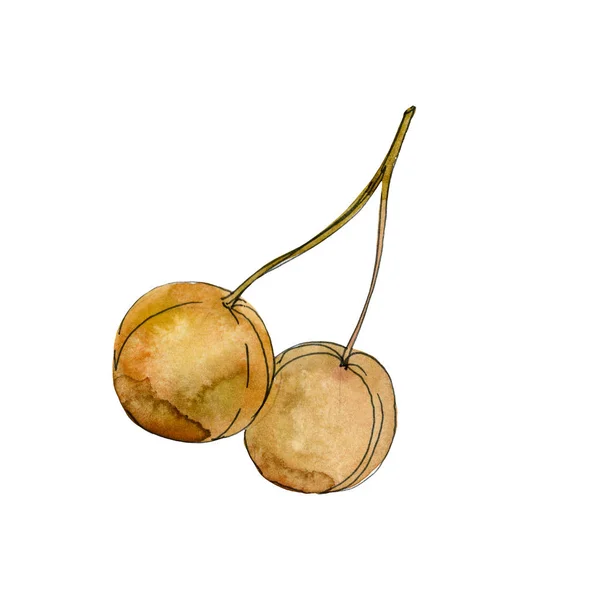 Gelbe Ginkgo-Biloba-Früchte. Aquarell Hintergrundillustration Set. isoliertes Ginkgo-Illustrationselement. — Stockfoto