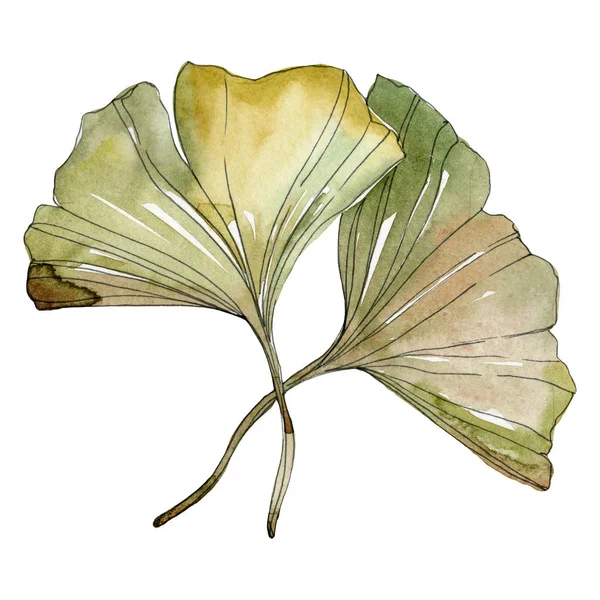 Green red ginkgo biloba leaves. Watercolor background illustration set. Isolated gingko illustration element.