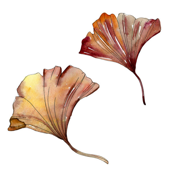 Green red ginkgo biloba leaves. Watercolor background illustration set. Isolated gingko illustration element.