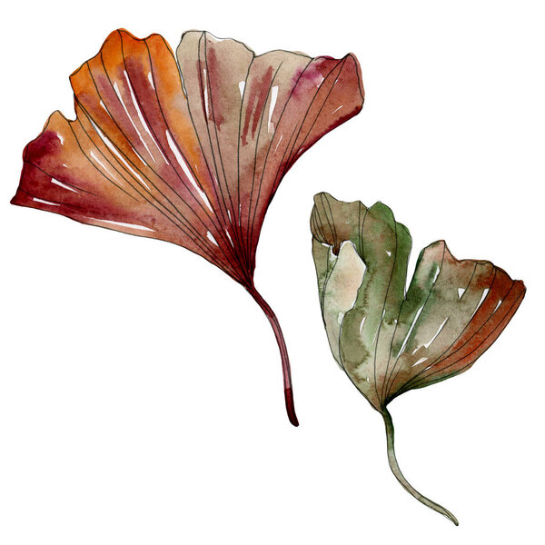 Green red ginkgo biloba leaves. Watercolor background illustration set. Isolated gingko illustration element.