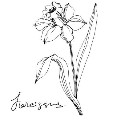 Vector narcissus flowers illustration isolated on white. Black and white engraved ink art.  clipart