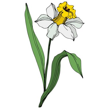Vector narcissus flower illustration element on white background  clipart