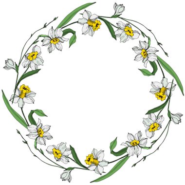 Vektör beyaz nergis çiçekleri yeşil yaprakları ile. Beyaz arka plan üzerinde oyulmuş mürekkep sanat. Çerçeve kenarlığı süsleme kopya alanı ile.