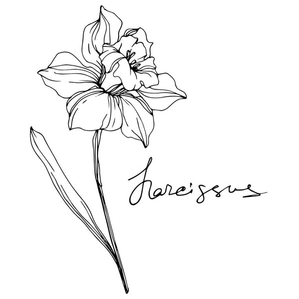 Vector narcissus flower illustration isolated on white. Black and white engraved ink art. 