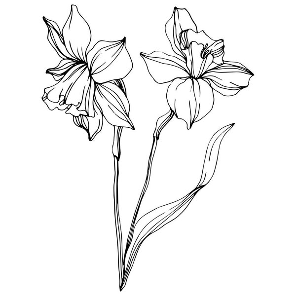 Vector narcissus flowers illustration isolated on white. Black and white engraved ink art. 