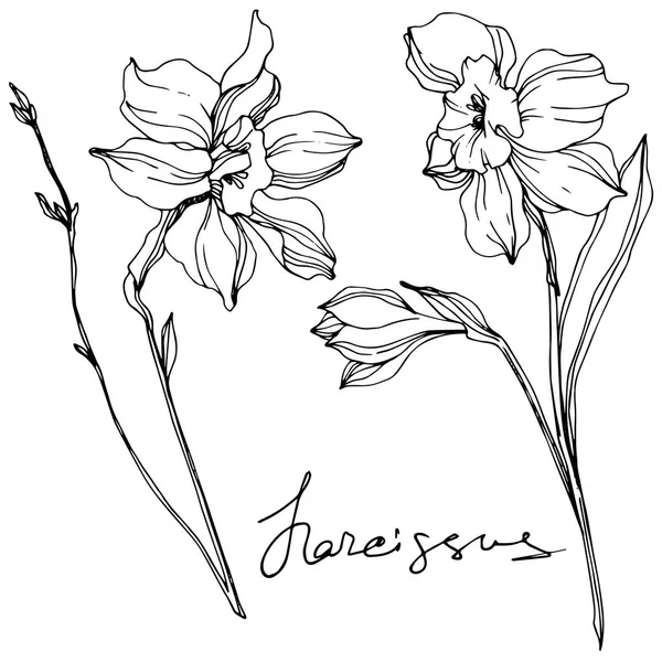 Vector narciso flores ilustración aislada en blanco. Arte de tinta grabada en blanco y negro . — Vector de stock