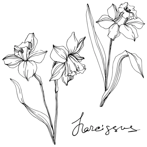 Ilustração de flores de vetor narciso isolado em branco. Tinta gravada a preto e branco arte . — Vetor de Stock