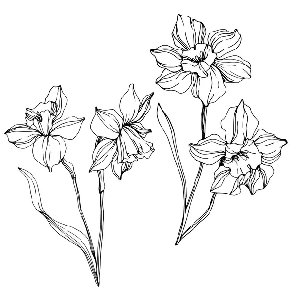 Vector Narcissus Flowers Illustration Isolated White Black White