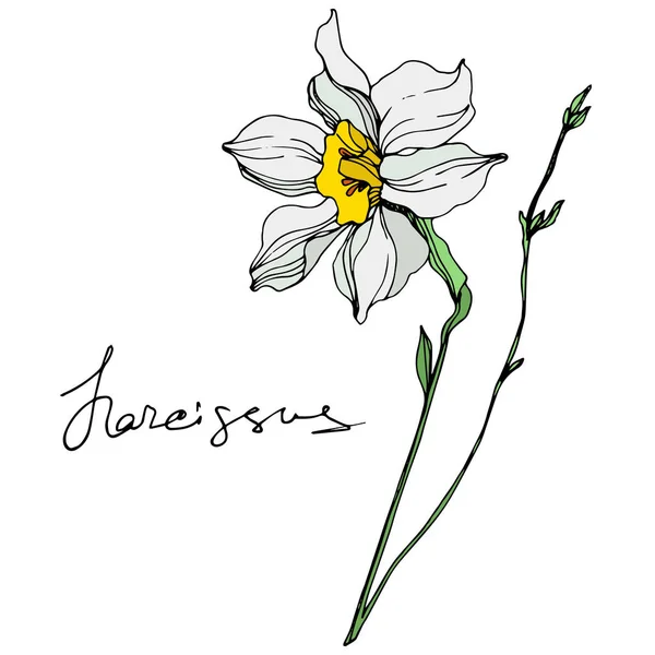 Vektorelement narcissus blomma illustration på vit bakgrund med bokstäver — Stock vektor