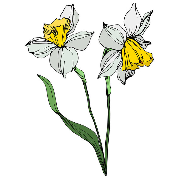 Vector colorful narcissus flowers with green leaves illustration isolated on white 
