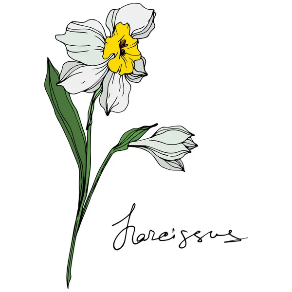 Vetor Colorido Narciso Flores Ilustração Isolado Branco Com Inscrição Manuscrita — Vetor de Stock
