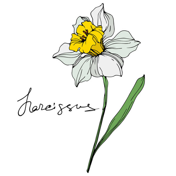 Векторный нарцисс элемент иллюстрации цветов на белом фоне с надписью
