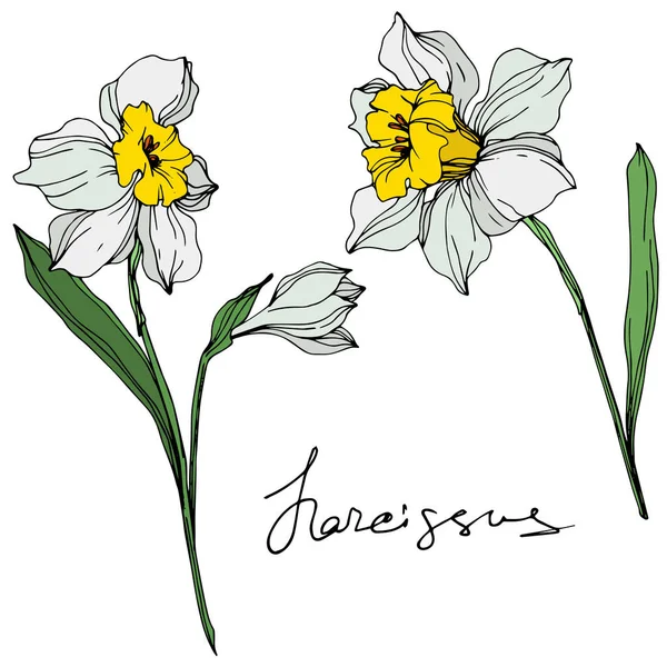 Kleurrijke Narcissus Vectorillustratie Geïsoleerd Wit Met Handgeschreven Inscriptie Bloemen — Stockvector