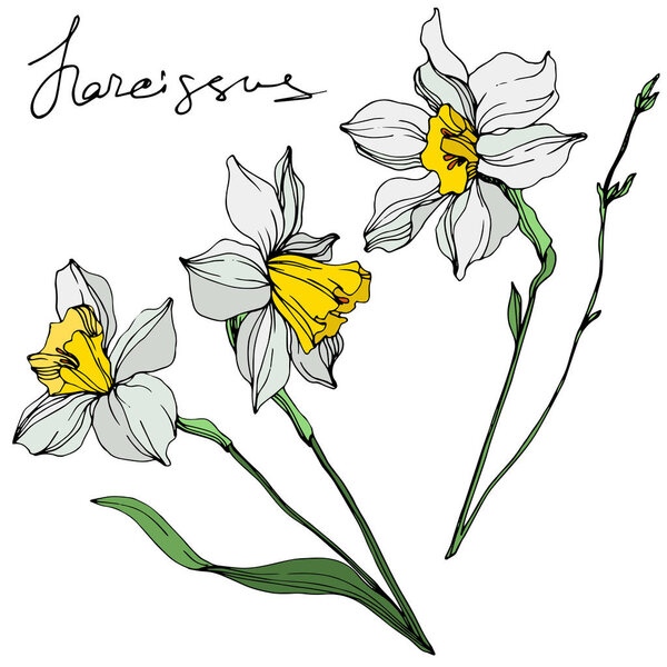 Vector colorful narcissus flowers illustration isolated on white with handwritten inscription 