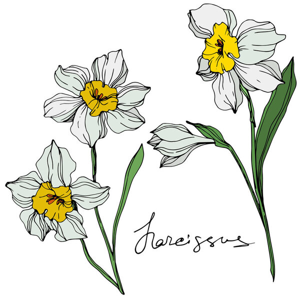 Vector colorful narcissus flowers illustration isolated on white with handwritten inscription 