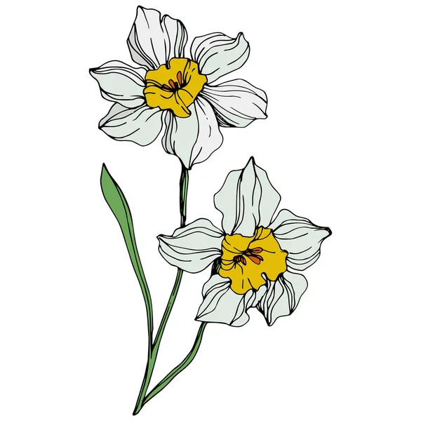 Vector kleurrijke narcissus bloemen met groene blad illustratie geïsoleerd op wit — Stockvector