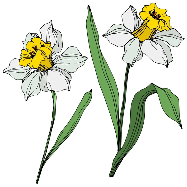 Vector colorful narcissus flowers with green leaves illustration isolated on white — Stock Vector