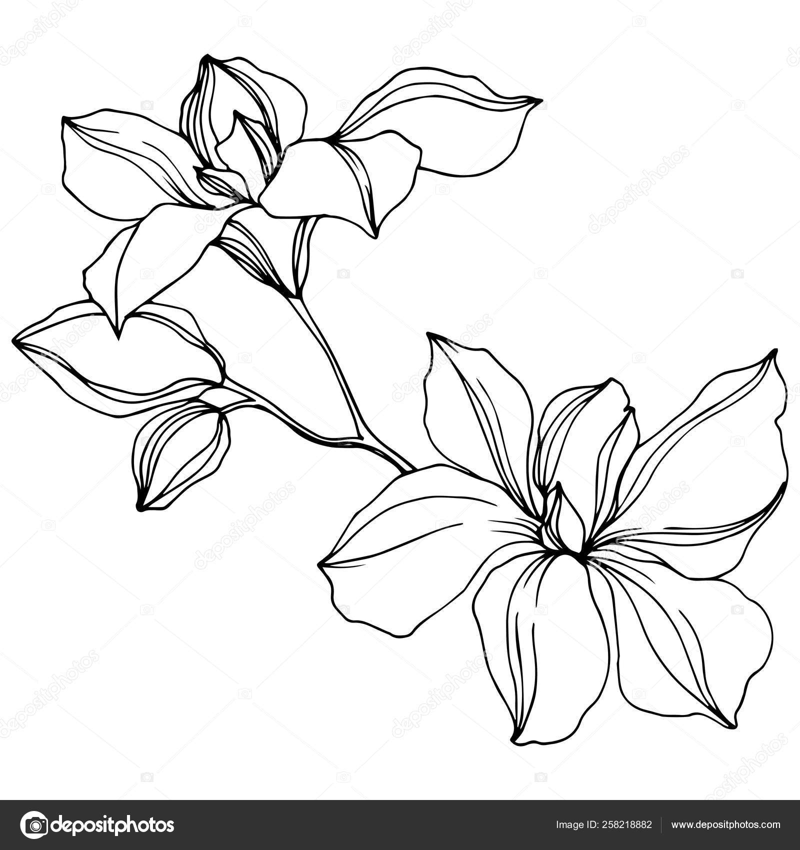 Download Vector Black Orchid Flowers Isolated White Engraved Ink ...