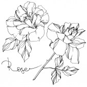 Vektorové černé a bílé růže s listy ilustrace