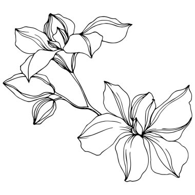 Vector black orchid flowers isolated on white. Engraved ink art.  clipart