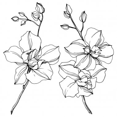 Vector black orchid flowers isolated on white. Engraved ink art.  clipart