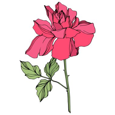 Vektör pembe gül çiçeği yeşil yaprakları beyaz izole. 