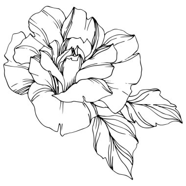Vector black and white rose with leaves illustration element