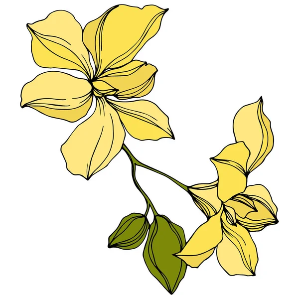 Vektor Sárga Orchidea Virágok Izolált Fehér Gravírozott Tinta Művészet — Stock Vector