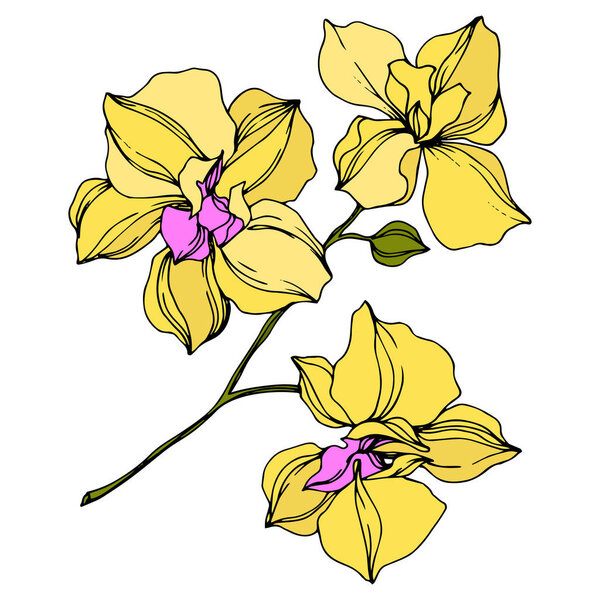 Vector yellow orchid flowers isolated on white. Engraved ink art. 
