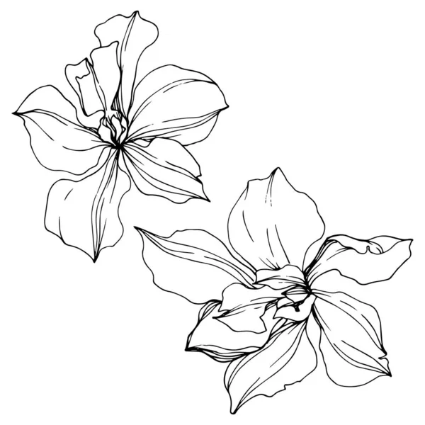 Vector Flores Orquídea Negro Aislado Blanco Arte Tinta Grabada — Vector de stock